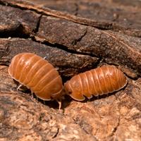 Isopodi sp. Cubaris murina Mandarin
