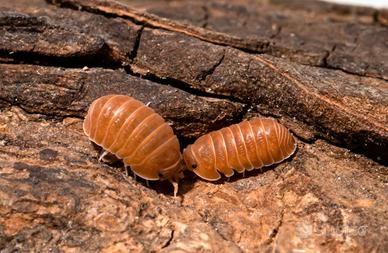 Isopodi sp. Cubaris murina Mandarin