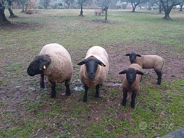 Pecore suffolk agnelli