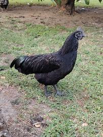 Ayam Cemani