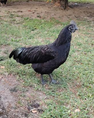 Ayam Cemani