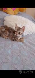 Gattina Fluffy