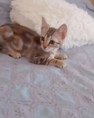 Gattina Fluffy