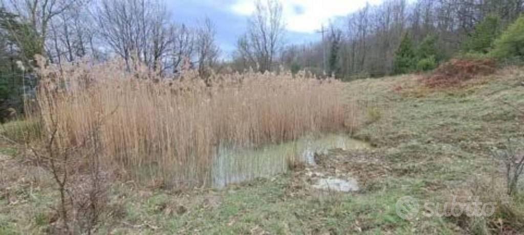 Immobile in asta di 195140 m² a Piancastagnaio - Vista 4
