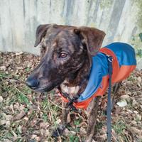 Cagnolino educato e amante famiglia