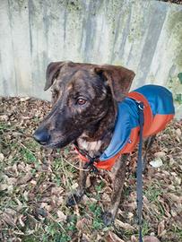 Cagnolino educato e amante famiglia