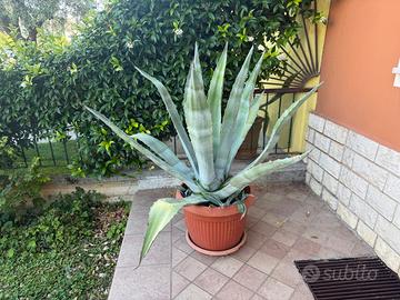 Agave