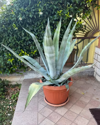 Agave