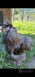 Gallo Moroseta