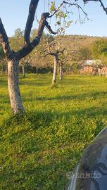 Terreno agricolo pianeggiante