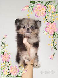 Pomerania spitz nano mini Toy coreano blu merle