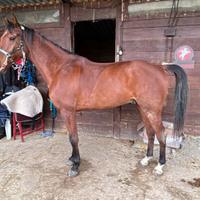 Cavallo castrone