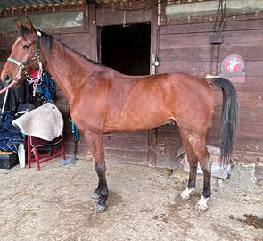 Cavallo castrone