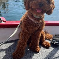 Barboncino Nano Red per Monta