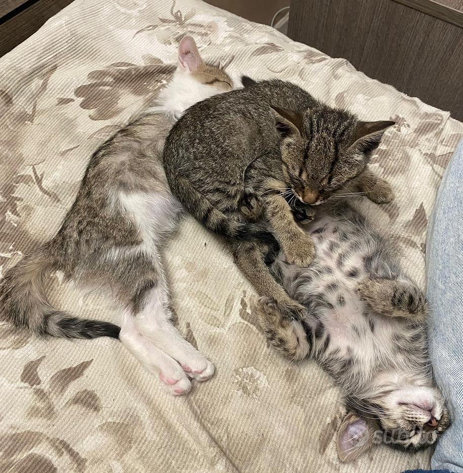 Adotta Regalo e vendita animali