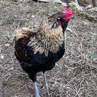 Galli Araucana