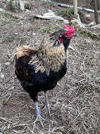 Galli Araucana