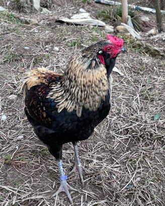 Galli Araucana