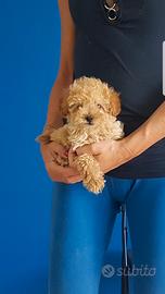 Barboncino mini mini toy disponibili