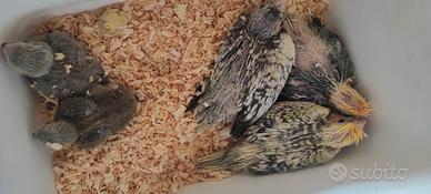 Pulli di calopsite e inseparabili