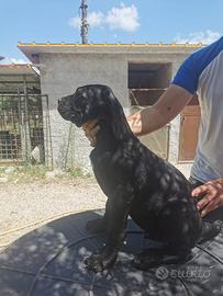 Cuccioli di cane corso