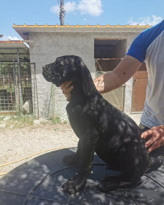 Cuccioli di cane corso