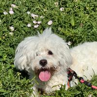 Bichon Maltese di 9 mesi