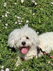 Bichon Maltese di 9 mesi