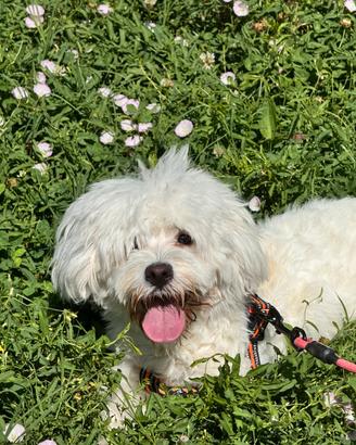 Bichon Maltese di 9 mesi