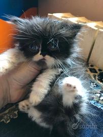 Gattina persiana nera con scarpette bianche