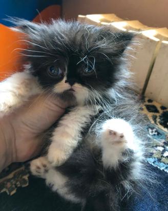 Gattina persiana nera con scarpette bianche