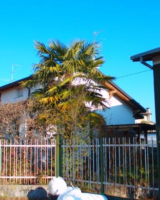 2 palme