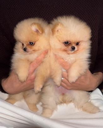 Cuccioli Spitz Tedesco Nano Pomerania