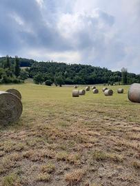 Foraggio fieno cavalli bovini