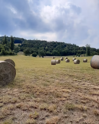 Foraggio fieno cavalli bovini