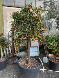Esemplare di kumquat