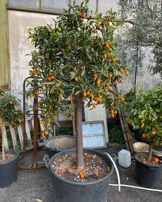 Esemplare di kumquat