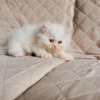 Cucciolo persiano maschio