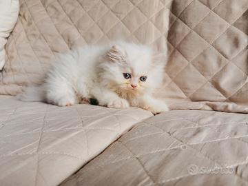 Cucciolo persiano maschio