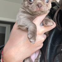 Chihuahua femmina pelo corto lilac