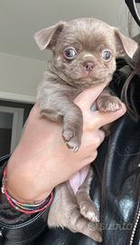 Chihuahua femmina pelo corto lilac