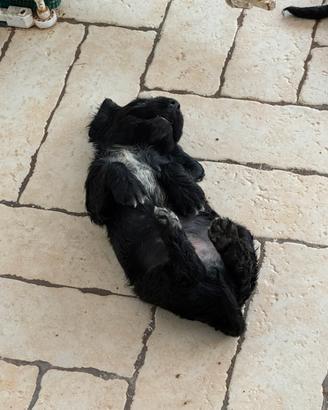 Cuccioli di cocker spaniel