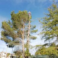 Abbattimento alberi