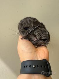 Cincilla cuccioli