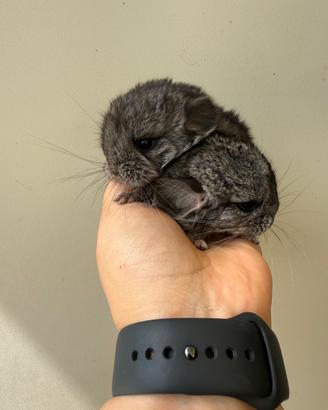 Cincilla cuccioli