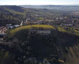 Terreno agricolo con 240 ulivi