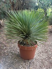 YUCCA ROSTRATA
