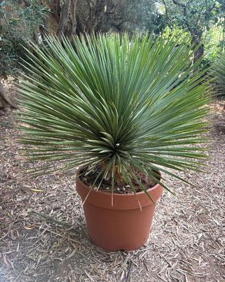 YUCCA ROSTRATA
