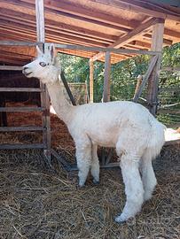 Alpaca