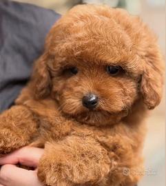 Barboncino albicocca